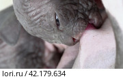 Close-up view of kitten greedily sucking milk from breast nipple of nursing mother Sphynx Hairless Cat. Стоковое видео, видеограф А. А. Пирагис / Фотобанк Лори