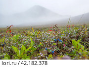 Summer arctic landscape. Fog in a mountain valley. Blueberries (Vaccinium uliginosum) in the tundra on the background of mountains. Wild berries. Dew on the leaves. Nature of Chukotka and Siberia. Стоковое фото, фотограф Андрей Степанов / Фотобанк Лори