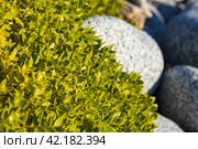 Honckenya peploides (sea sandwort or seaside sandplant). Plant among the stones on the seashore close-up. Natural background. Shallow depth of field. Стоковое фото, фотограф Андрей Степанов / Фотобанк Лори