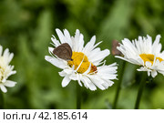 Aphantopus hyperantus butterfly on a daisy flower. Flower peephole butterfly. Стоковое фото, фотограф Ольга Сейфутдинова / Фотобанк Лори