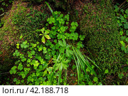 Top view of the wood sorrel (Oxalis acetosella) and moss growing in the forest among the roots of the trees. Green shamrocks. Northern nature. Nordic woodland. Стоковое фото, фотограф Андрей Степанов / Фотобанк Лори