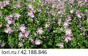 Malva thuringiaca, Lavatera thuringiaca, garden tree-mallow, is species of flowering plant in the mallow family Malvaceae. Herbaceous perennial plant. The flowers are pink with five petals. Flowerbed. Стоковое фото, фотограф Юлия Петровская / Фотобанк Лори