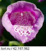 Цветок наперстянки розовой (лат. Digitalis purpurea) крупным планом. Стоковое фото, фотограф Елена Коромыслова / Фотобанк Лори