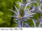 Rhagonycha fulva or rufous softfoot on a blue eryngium flower. Стоковое фото, фотограф Ольга Сейфутдинова / Фотобанк Лори