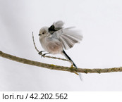Long Tiled Tit in Winter. Стоковое фото, фотограф Ольга Сергеева / Фотобанк Лори