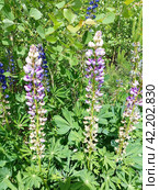 Люпин, или волчий боб (лат. Lupinus) — род растений из семейства Бобовые (Fabaceae). Представлен однолетними и многолетними травянистыми растениями. Высокое содержание в его семенах белка (до 50 %), масла (от 5 до 20 %), по качеству близкого к оливковому. Стоковое фото, фотограф Сергей Елизарьев / Фотобанк Лори