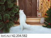 A white fluffy Angora cat goes to the door of the house and sniffs a pine branch. Стоковое фото, фотограф Неведицына Елена / Фотобанк Лори