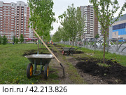 Высадка молодых деревьев в Ботаническом микрорайоне Екатеринбурга. Стоковое фото, фотограф Сергеев Валерий / Фотобанк Лори