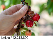 A gardener examines cherry berries on a branch affected by gray rot disease. Moniliosis of fruits, prevention and treatment. Стоковое фото, фотограф Коханова Наталья / Фотобанк Лори