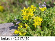 Цветущий очиток едкий (лат. Sedum acre) крупным планом. Стоковое фото, фотограф Елена Коромыслова / Фотобанк Лори