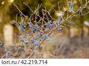 Colorful berries of thorns in October. Blue berries of blackthorn ripen on bushes. Autumn harvest concept. Стоковое фото, фотограф Ирина Михайличенко / Фотобанк Лори