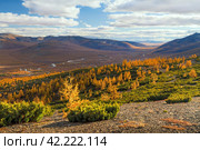 Beautiful autumn arctic landscape. View of the river valley among the mountains. Dwarf cedar and larch trees on the hillside. The nature of polar Siberia and Chukotka. Far North of Russia. Fall season. Стоковое фото, фотограф Андрей Степанов / Фотобанк Лори