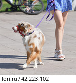 walking an animal. Woman's legs and motley dog. Стоковое фото, фотограф Володина Ольга / Фотобанк Лори