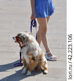 walking an animal. Woman's legs and motley dog. Стоковое фото, фотограф Володина Ольга / Фотобанк Лори