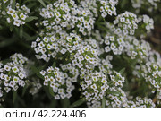 Алиссум. Стоковое фото, фотограф Юлия Сергеевна Купина / Фотобанк Лори