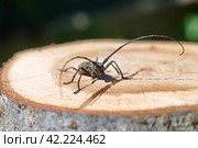Большой еловый черный усач (лат. Monochamus sartor) на деревянном пне крупным планом. Стоковое фото, фотограф Елена Коромыслова / Фотобанк Лори