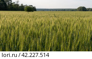 Two-rowed barley or Hordeum distichon growing in the field. Стоковое фото, фотограф VittoriaChe / Фотобанк Лори