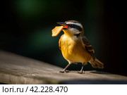 Bird take cracker. Generate Ai. Стоковое AI-изображение, AI-художник Иван Рябоконь / Фотобанк Лори