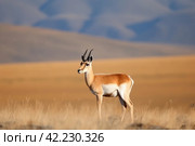 Mongolian gazelle. Generate Ai. Стоковое AI-изображение, AI-художник Иван Рябоконь / Фотобанк Лори