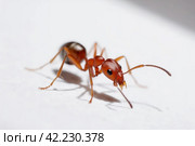 Red ant formica. Generate Ai. Стоковое AI-изображение, AI-художник Иван Рябоконь / Фотобанк Лори