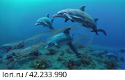 Dolphins in Nets: A Cry for Help from Prisoners of the Ocean. Стоковое AI-видео, аниматор Юрий Поздников / Фотобанк Лори