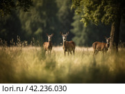 Deers field forest nature. Generate Ai. Стоковое AI-изображение, AI-художник Иван Рябоконь / Фотобанк Лори