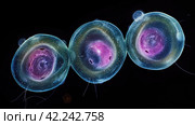 Cell division process, micro. Стоковое AI-изображение, AI-художник Кирилл Черезов / Фотобанк Лори