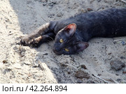 Teen cat lies and basks in the sand squinting from the sun. Стоковое фото, фотограф Дмитрий Львович Алферов / Фотобанк Лори