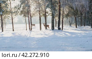 Three deer are walking in the forest, in the park in winter. On a sunny day. (2023 год). Редакционное видео, видеограф Светлана Семёновская / Фотобанк Лори