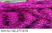 Red amaranth inflorescence closeup on sunny day. Стоковое видео, видеограф Мария Сибатрова / Фотобанк Лори