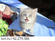 Глазастый котенок. Стоковое фото, фотограф Елена Игнатьева / Фотобанк Лори