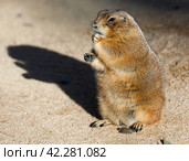 Black tailed prairie dog eating grass (Cynomys ludovicianus) Стоковое фото, фотограф Яков Филимонов / Фотобанк Лори