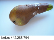 The pear became moldy. A mold or mould. The dust-like, colored appearance of molds is due to the formation of spores containing fungal secondary metabolites. Perishable food products. White background. Стоковое фото, фотограф Юлия Петровская / Фотобанк Лори