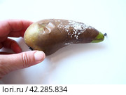 The pear became moldy. A mold or mould. The dust-like, colored appearance of molds is due to the formation of spores containing fungal secondary metabolites. Perishable food products. White background. Стоковое фото, фотограф Юлия Петровская / Фотобанк Лори