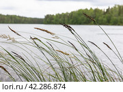 Natural photo of coastal grass with selective soft focus. Стоковое фото, фотограф EugeneSergeev / Фотобанк Лори