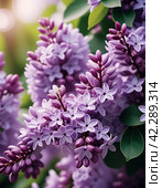 Syringa flowering woody plants in the olive family or Oleaceae called lilac. The flowers grow in large panicles and have a strong fragrance. Advertising of perfume, deodorizing and flavoring products. Стоковое AI-изображение, AI-художник Юлия Петровская / Фотобанк Лори