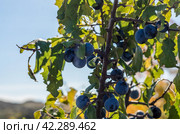 blue berries of blackthorn with green leaves against a blue sky. Стоковое фото, фотограф Артем Курутин / Фотобанк Лори