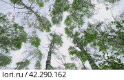 Tops of birches with green leaves sway from a strong wind. Trees against the sky, bottom view. Hurricane wind in a grove, bad weather. 4K. Стоковое видео, видеограф Дмитрий Кобзев / Фотобанк Лори