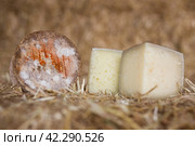 Head and chunks of aged hard cheese in hayloft. Стоковое фото, фотограф Татьяна Яцевич / Фотобанк Лори