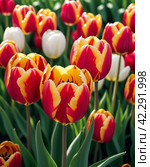 tulip Tulipa bulbous herbs in lily family Liliaceae. Tulips garden flowers cultivars and varieties. Flowers delicate bright reddish red color. Beautiful buds. Landscaping. Variety hybrids. Flower bed. Стоковое AI-изображение, AI-художник Юлия Петровская / Фотобанк Лори