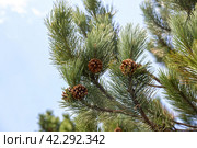 Pine branch with cones. Стоковое фото, фотограф Юлия Бабкина / Фотобанк Лори