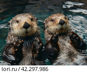 Two furry sea otters swimming in the water. Стоковое AI-изображение, AI-художник Кирилл Черезов / Фотобанк Лори
