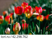 Bright tulips. Selective focus on one tulip and beautiful bokeh. Стоковое фото, фотограф Никита Бурденков / Фотобанк Лори