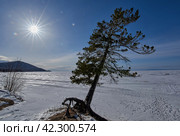 Байкал - красивый пейзаж с огромной сосной! Стоковое фото, фотограф Татьяна Сафронова / Фотобанк Лори