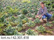 Woman frustrated by loss of cabbage harvest after drought on field. Стоковое фото, фотограф Яков Филимонов / Фотобанк Лори