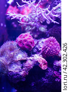 Mussidae or brain corall in aquarium. Стоковое фото, фотограф Татьяна Терехина / Фотобанк Лори