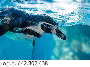 The Humboldt penguin (Spheniscus humboldti) swimming underwater. Стоковое фото, фотограф Татьяна Терехина / Фотобанк Лори
