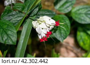Clerodendrum thomsoniae or bleeding glory-bower growing in Nha Trang Vietnam (2024 год). Стоковое фото, фотограф Татьяна Терехина / Фотобанк Лори