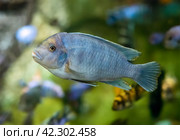 The zebra mbuna (Maylandia zebra) fish in aquarium (2024 год). Стоковое фото, фотограф Татьяна Терехина / Фотобанк Лори