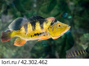 Cichla ocellaris, known as the butterfly peacock bass in aquarium. Стоковое фото, фотограф Татьяна Терехина / Фотобанк Лори
